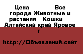 Zolton › Цена ­ 30 000 - Все города Животные и растения » Кошки   . Алтайский край,Яровое г.